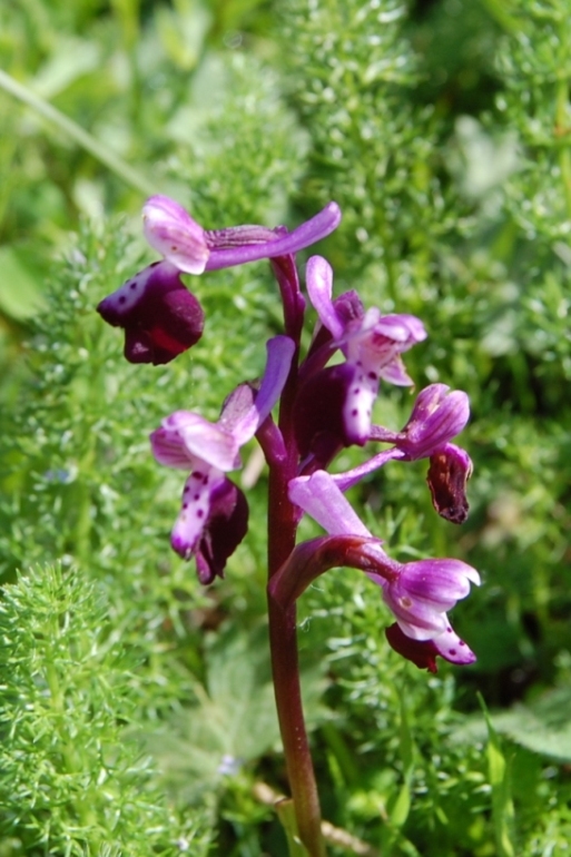 Passeggiata orchidologica al Bosco della Ficuzza